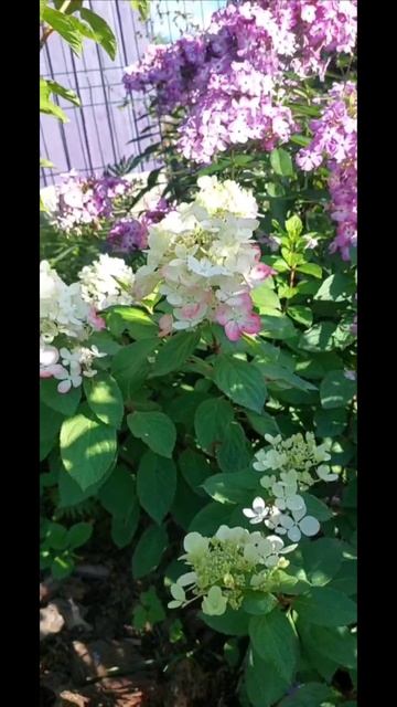 Окрашивание и цветение за сезон гортензии Даймонд руж Череповец ГАЛИСАД