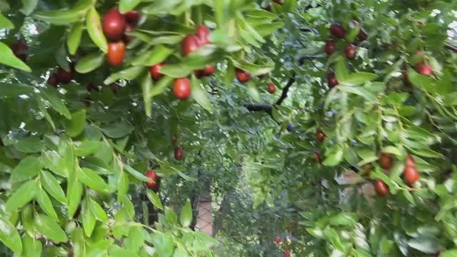 Наш крымский участок в октябре Часть 2