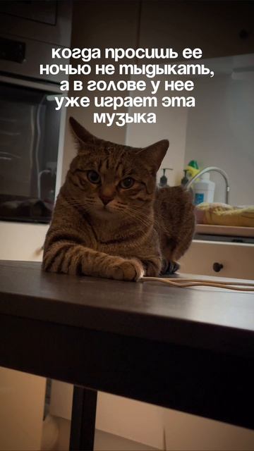 Шпроточка❤️ #шпротина #кошка