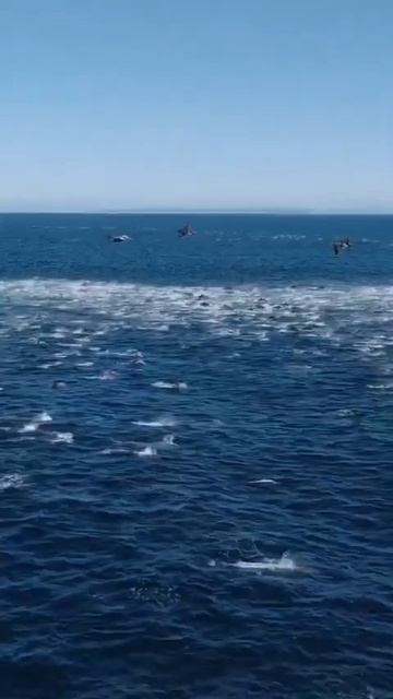 5000 дельфинов