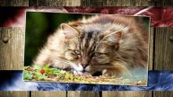 Moments Of Life 225 (Vocal - Chill Mix)