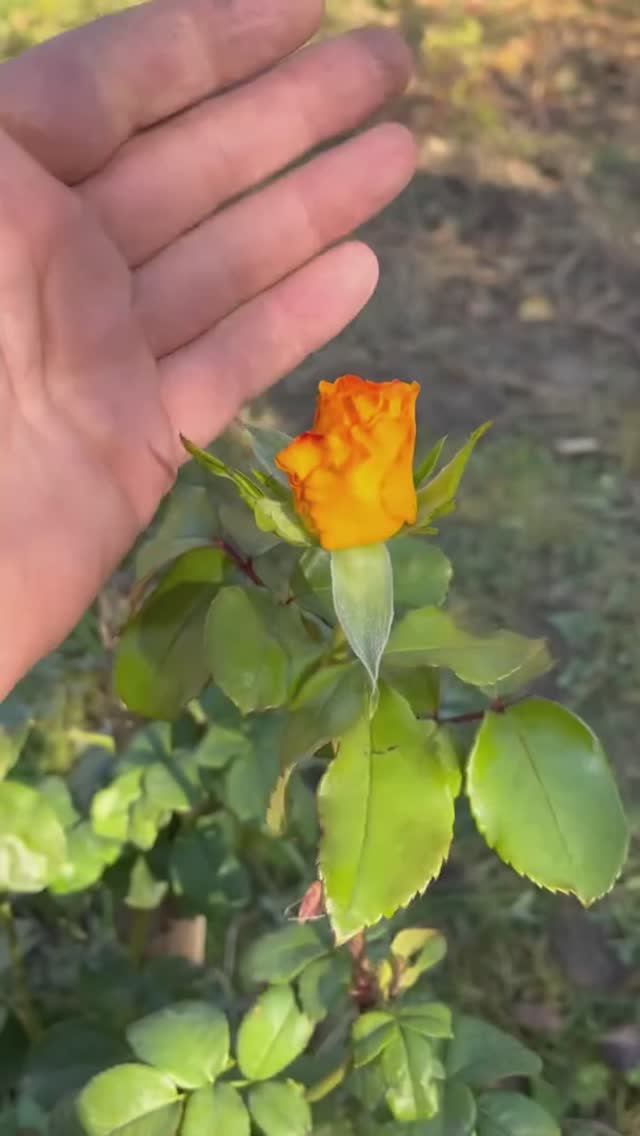 Жизнь отвернулась читает автор В Дмитриев #стихидлядуши #стихиожизни #поэзия #поэт#чтец #poet#shorts