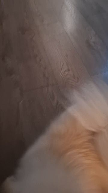 Собака в шоке..🤣Чё происходит? #смешно #смешныеживотные #юмор  #ШпицБуль #люблюсобак