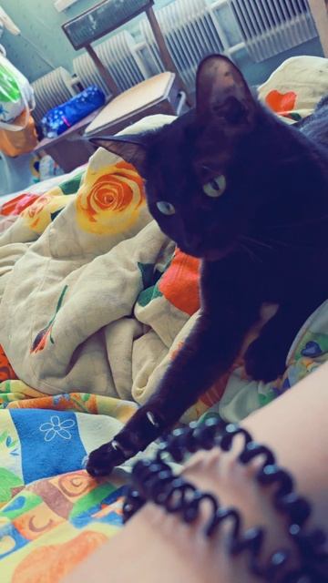 🐈 Реакция кошки на звук "Моя прелесть" | Что она требует? #кошка #кот #мояпрелесть #реакциякошки #