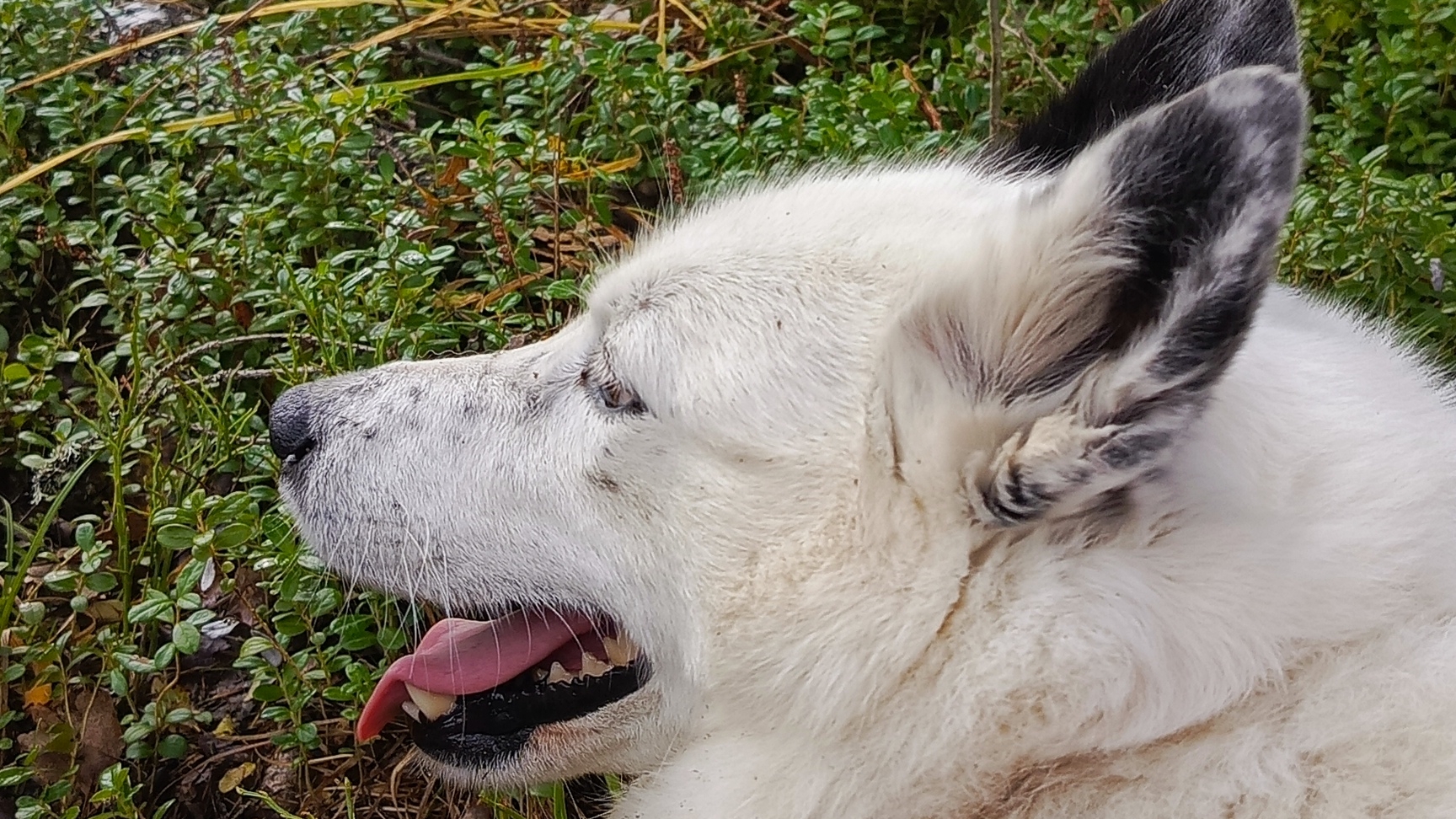 Выход в лес.Охота.