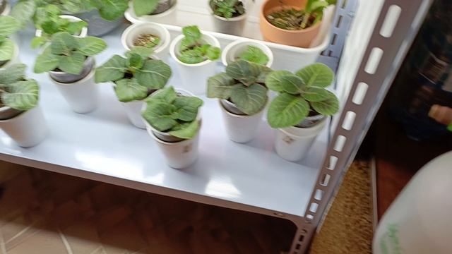 Один из секретов ухода за орхидеями ☺!орхидеям это очень нравится, растут бодрыми и крепкими 🌸🏵🌱