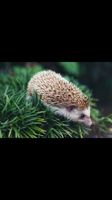 Редкие кадры природы🌳√2