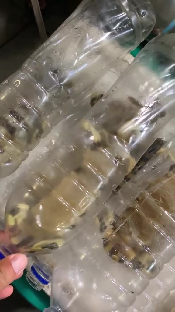 Сколько стоят самые опасные креветки в мире?