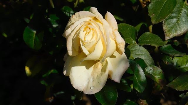 19=10=2025  ник ПВН  (12)