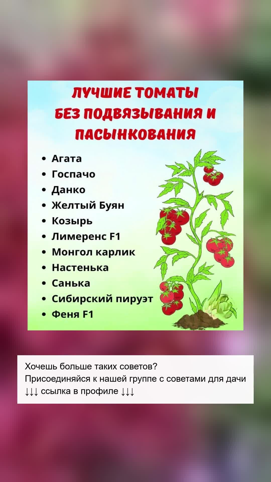 Топ-10 томатов для легкого урожая