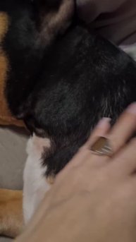 люблю собак ❤️