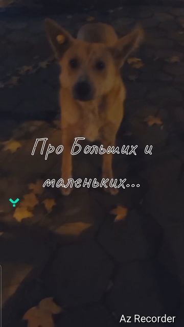 #смешныекоты#funnycats#маркетинг.