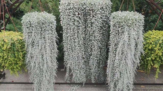 Как вырастить пышную дихондру за сезон. Секреты зимовки дихондры серебристой.