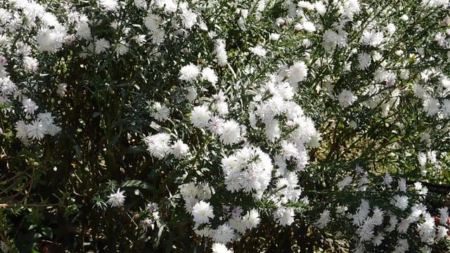 19=10=2025  ник ПВН  (17)