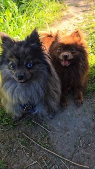 Мраморный и шоколадный шпиц.#шпиц
#померанскийшпиц
#собака
#собаки
#домашниеживотные
#милота
#