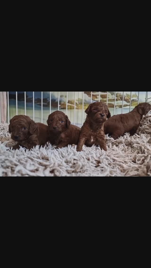 Щенки пуделя в октябре