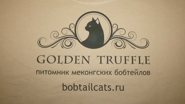 Меконгский бобтейл Рюрик на Выставке