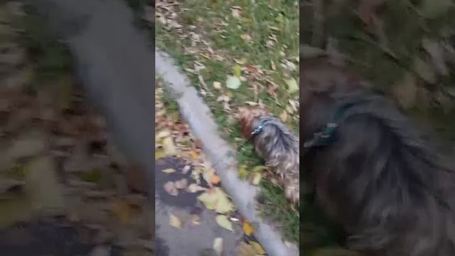 Мы идём гулять с собакой! | 19-окт-2025