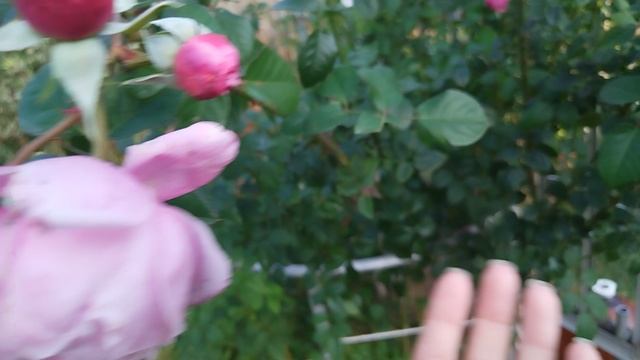 Роза Спирит оф фридом (Spirit of Freedom)