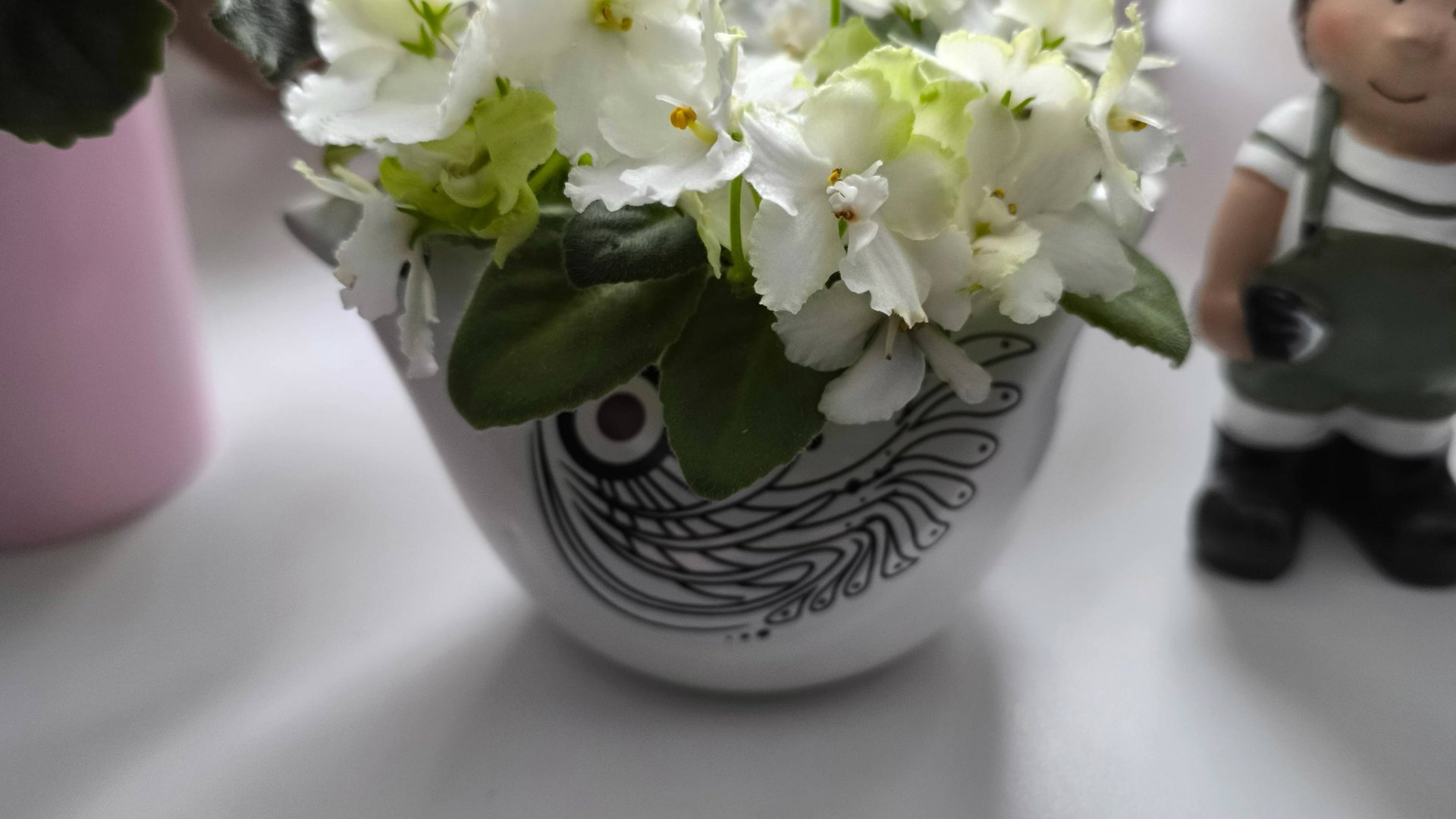 Цветение фиалок в октябре, немного красоты