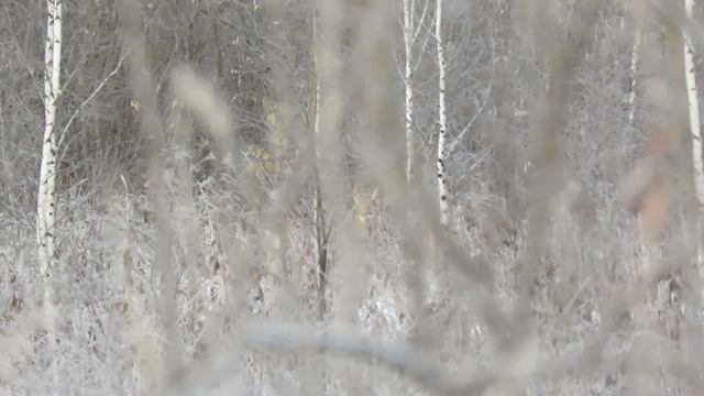 Косуля крикнула