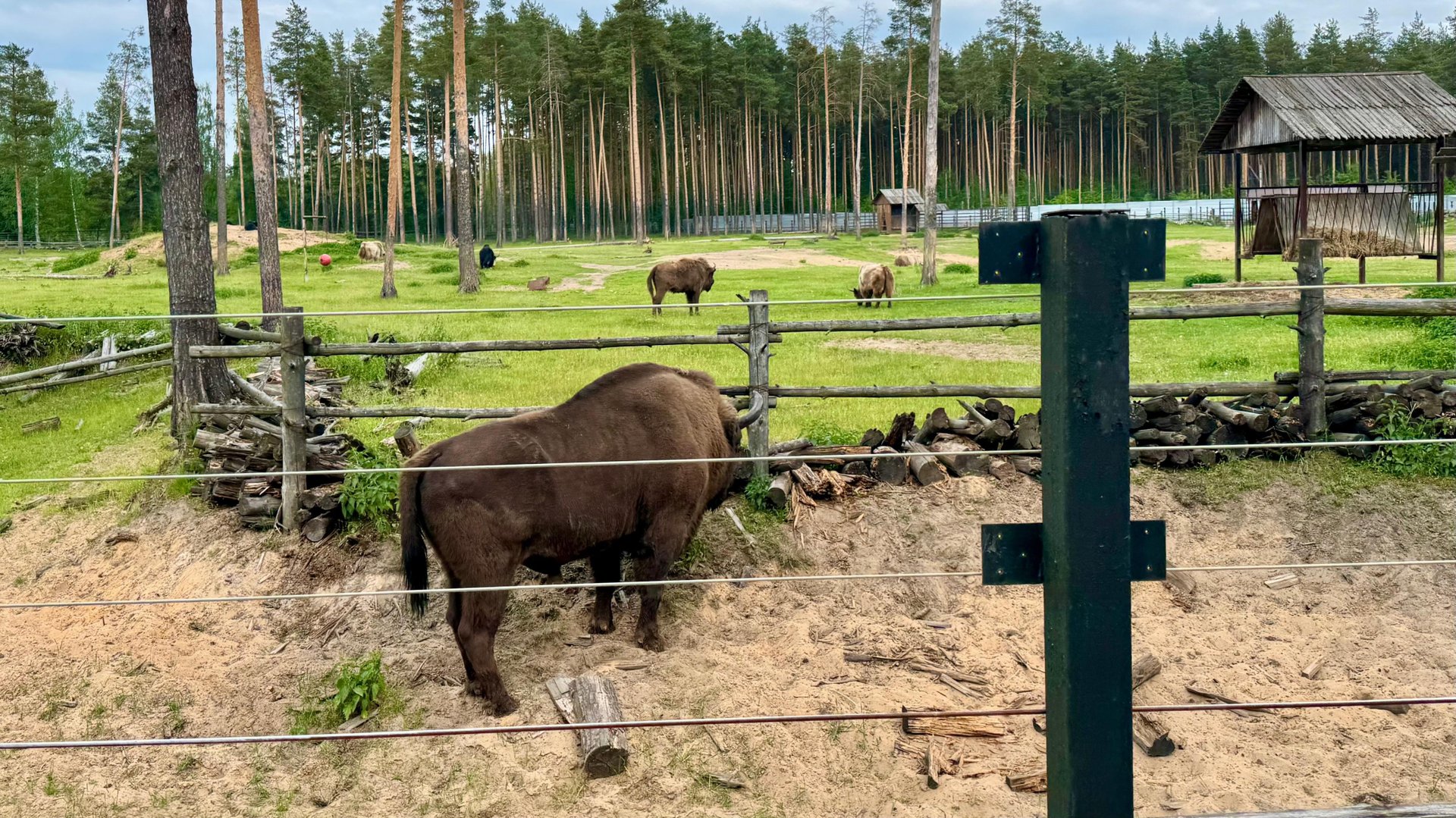 Парк копытных в Ярославском зоопарке