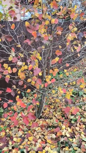 Осенний боярышник