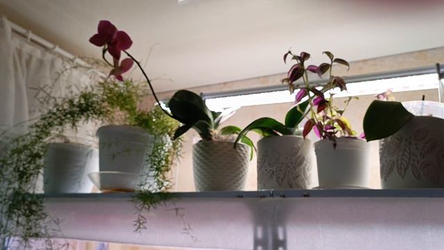 ПРАВИЛЬНОЕ  выращивание глоксиний, как нужно делать, а как нельзя ,правильный свет и грунт 🏵🌺🌱