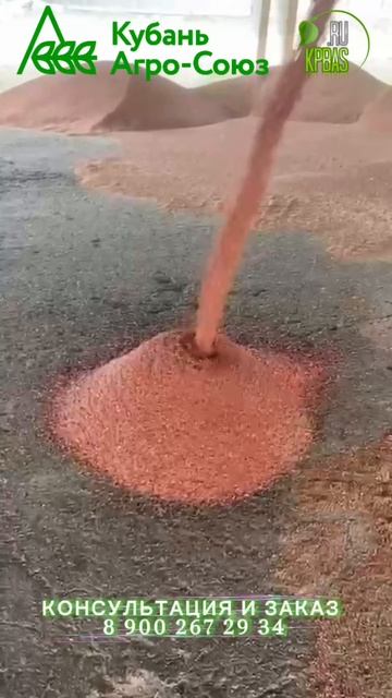 18.10.25 начало опыта протравители на озимых колосовых в Ейском районе