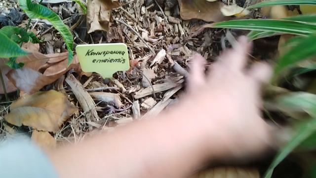 Кониограмма