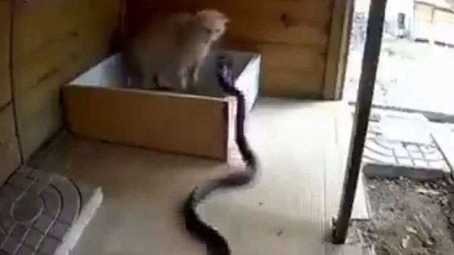 Чубам, да на всю ночь!