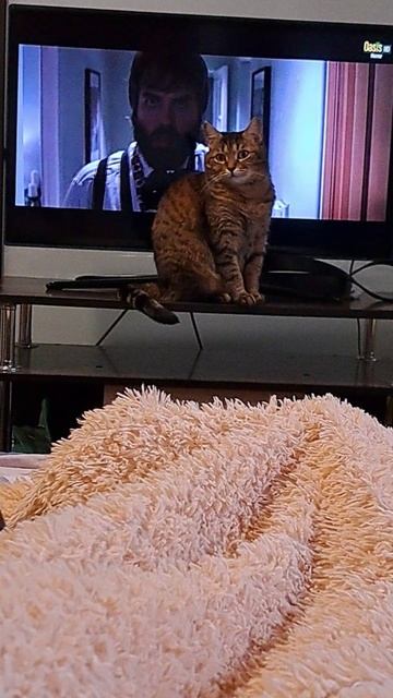 Кошка Лиза в шоке)))😍😍😍