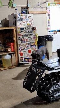 Был бы у меня такой пёс