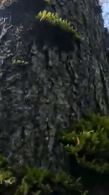 Приморская тайга