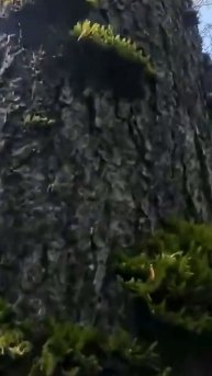 Приморская тайга