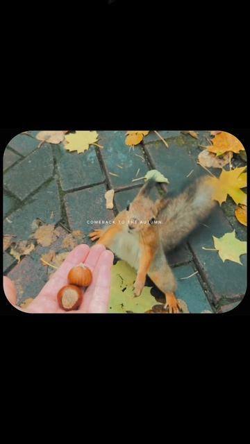 Осенние записки