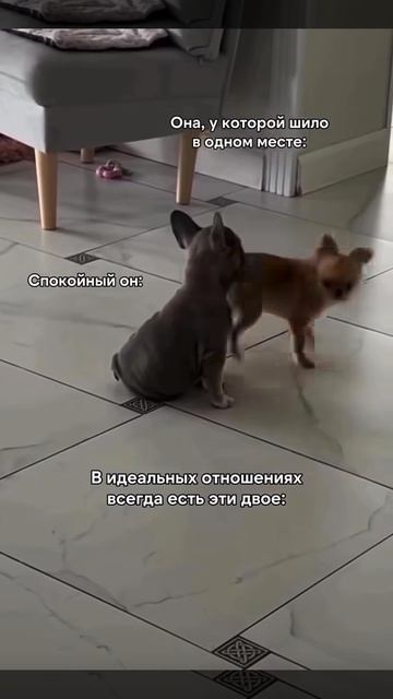 #отношения #любовь #собаки #юмор