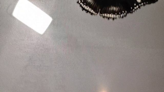 От куколки до бабочки....