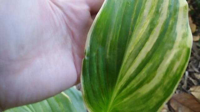 Хоста Саванна Суприм