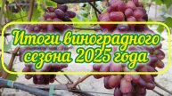 Итоги виноградного сезона 2025 года