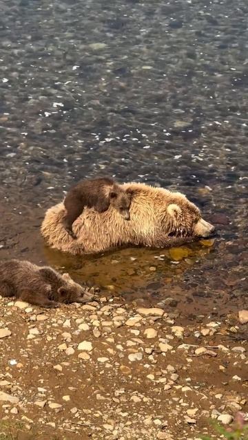Семейная идиллия