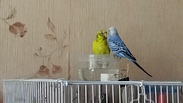 Волнистые попугаи купаются
.mp4