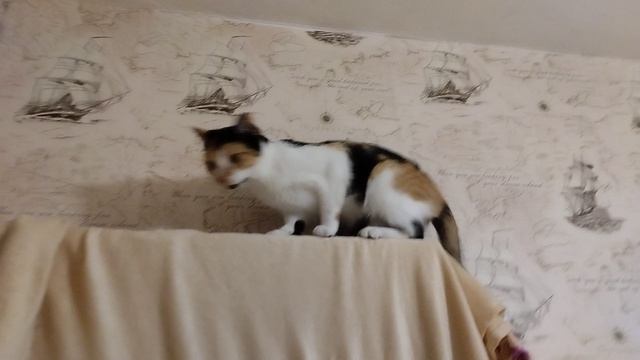 Дверолазонька Люся