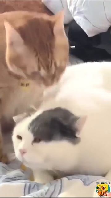 Клип @meowtaverse