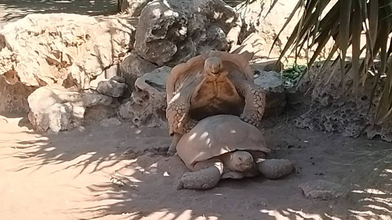Один день зверей с дикими людьми
