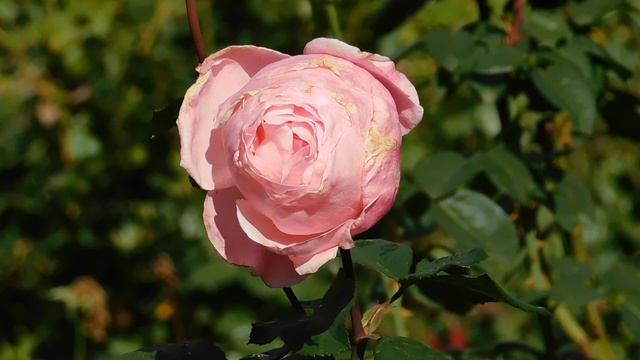 19=10=2025  ник ПВН  (16)