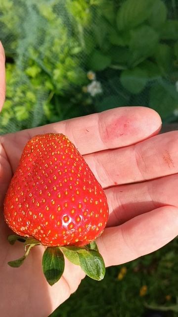 клубника меня удивила🍓🍓🍓🔥🔥🔥