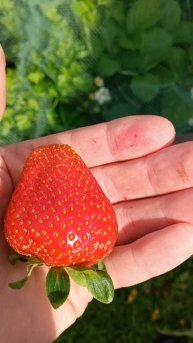 клубника меня удивила🍓🍓🍓🔥🔥🔥