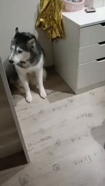 Котовья ловушка