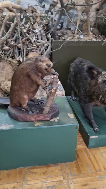 Чучела животных в Краеведческом Музее, Камышин❤️🔥#музей #животные #природа